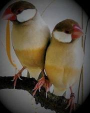 Rýžovník šedý - foto: Tomáš Prachař Rýžovník šedý - foto: Tomáš Prachař