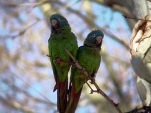 aratinga dlouhoocasá - Roman Strouhal - www.papouskov.cz
