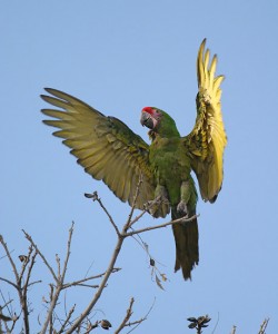 foto: arové Roman Strouhal - www.papouskov.cz