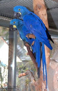 foto: arové Roman Strouhal - www.papouskov.cz