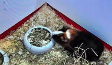 morče domácí -  guinea pig