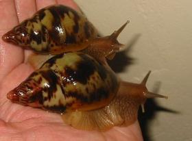 Achatina albopicta Eva Heinová