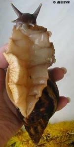 Achatina reticulata Eva Heinová