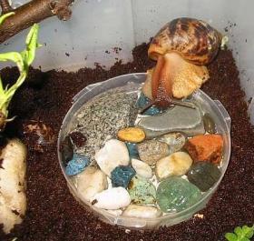 šneci Achatina Eva Heinová