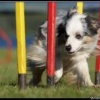 Výcvik agility