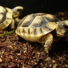 Suchozemské želvy