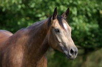 Quarter horse - foto - Zuzana Čapčuchová - fotouza.com