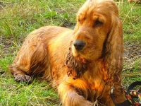 zlatý lovec - ANGLICKÝ KOKRŠPANĚL.