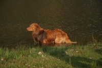 nova scotia duck tolling retrívr - Zlatý Lovec