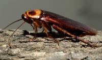 foto: Milan Kořínek - šváb americký