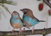 motýlek rudouchý - Tomáš Prachař