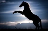 koně - foto: Aneta Jungerová