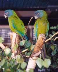 ara horský - Roman Strouhal  - svět papoušků