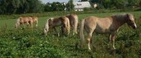 haflinger - Andrea Burkotová