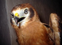 moták lužní - dravíptáci.cz - mladý nevybarvený samec moták lužní - dravíptáci.cz - mladý nevybarvený samec