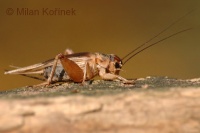 foto: Milan Kořínek - cvrček domácí