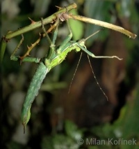 foto: Milan Kořínek - strašilka obrovská