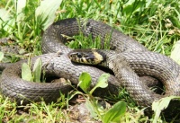 užovka obojková - foto Jiří Mařík užovka obojková - foto Jiří Mařík