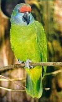 amazoňan modrobradý - Roman Strouhal  - svět papoušků