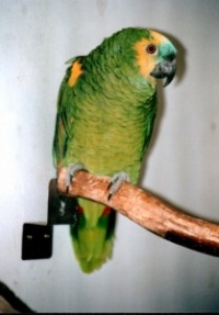 amazoňan modročelý - Roman Strouhal  - svět papoušků