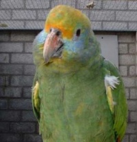 amazoňan modrolící - Roman Strouhal  - svět papoušků