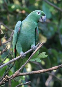 amazoňan pomoučený - Roman Strouhal  - svět papoušků