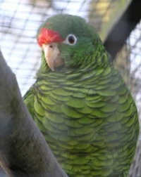 amazoňan tukumanský - Roman Strouhal  - svět papoušků