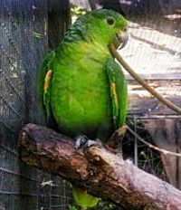 amazoňan vojenský - Roman Strouhal  - svět papoušků