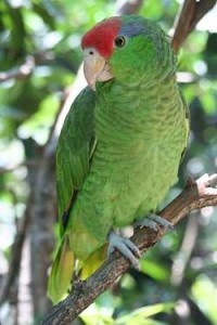 amazoňan zelenolící - Roman Strouhal  - svět papoušků