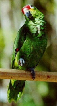 amazoňan žlutolící - Roman Strouhal  - svět papoušků