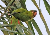 aratinga dlouhoocasý - Roman Strouhal  - svět papoušků