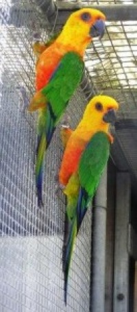 aratinga jendaj - Roman Strouhal  - svět papoušků