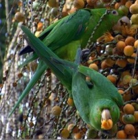 aratinga kropenatý - Roman Strouhal  - svět papoušků
