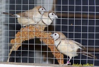 astrild bělolící - foto: Tomáš Prachař