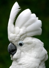 kakadu bílý - Roman Strouhal  - svět papoušků