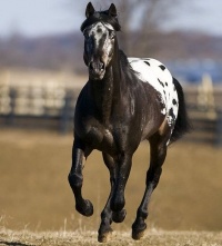 foto: wikipedia Appaloosa