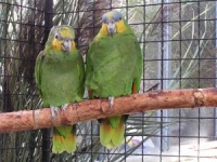 amazoňan oranžovokřídlý - Roman Strouhal  - svět papoušků