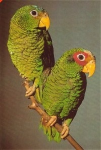 amazoňan černouchý - Roman Strouhal  - svět papoušků