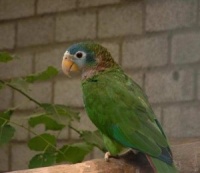 amazoňan jamajský - Roman Strouhal  - svět papoušků