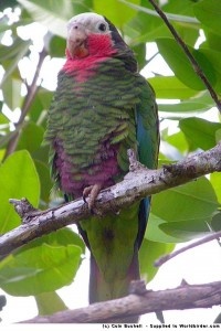 amazoňan kubánský - Roman Strouhal  - svět papoušků
