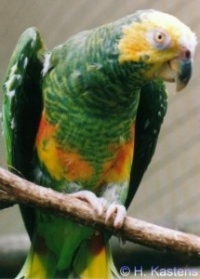 Amazoňan žlutobřichý - Roman Strouhal  - svět papoušků