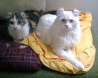 foto:Magda Suchá - americký curl dlouhosrstý - americká kadeřavá kočka