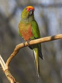 aratinga zlatohlavý - Roman Strouhal  - svět papoušků