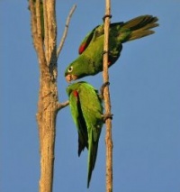 aratinga zelenokřídlý - Roman Strouhal  - svět papoušků