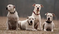 argentinska doga - foto: Pes Jíra