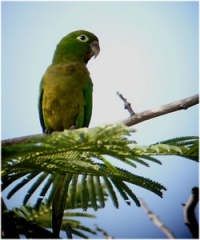 aratinga aztécký - Roman Strouhal  - svět papoušků