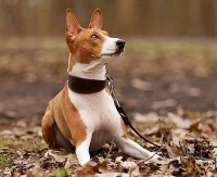 basenji - foto: Pes Jíra