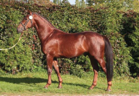 český teplokrevník - foto: Věra Borecká 