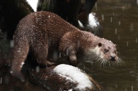 lovy fotoaparátem - Václav Přibáň