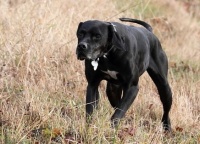 pointr - foto Václav Přibáň pointr - foto Václav Přibáň